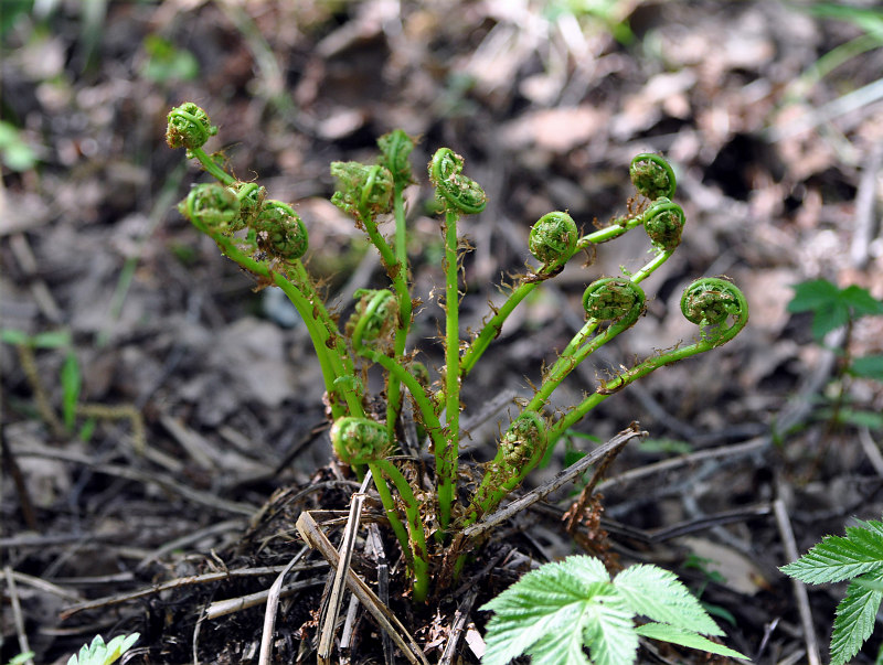 Image of Athyrium filix-femina specimen.