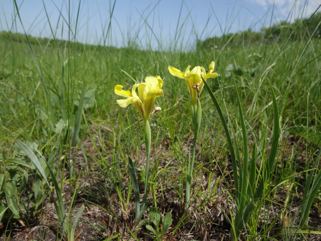 Image of Iris pineticola specimen.