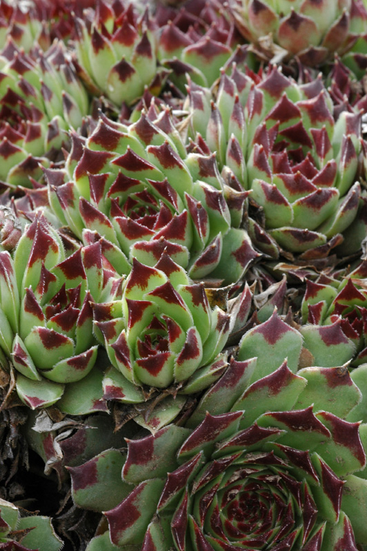 Изображение особи Sempervivum calcareum.