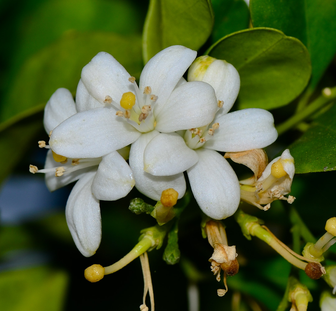 Image of Murraya paniculata specimen.