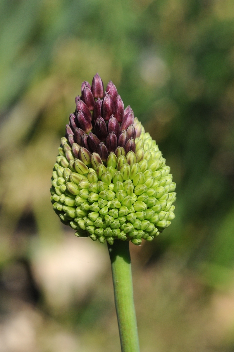 Image of Allium amethystinum specimen.