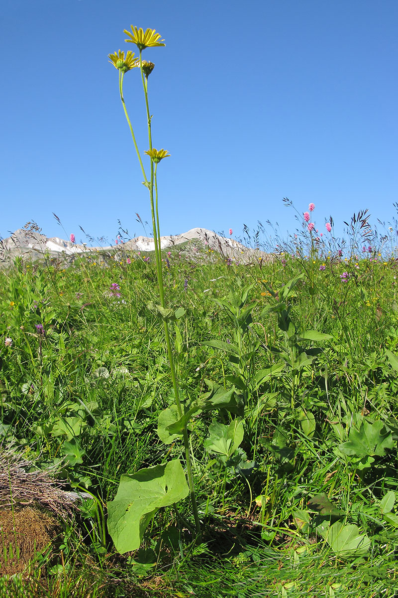 Image of Doronicum macrophyllum specimen.