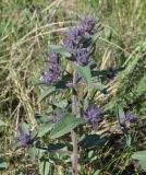 Nepeta ucranica