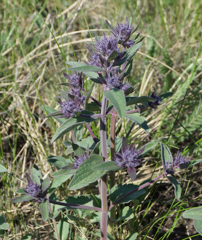 Изображение особи Nepeta ucranica.