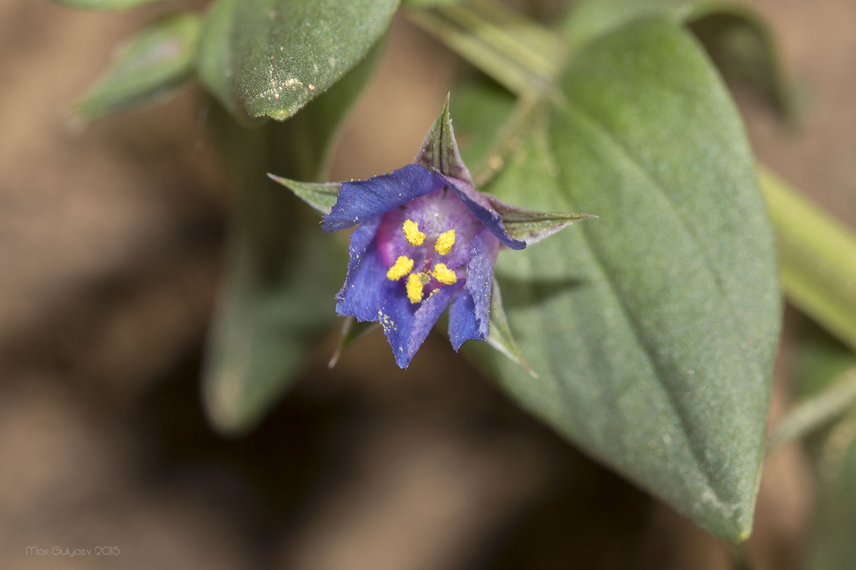 Image of Anagallis arvensis specimen.