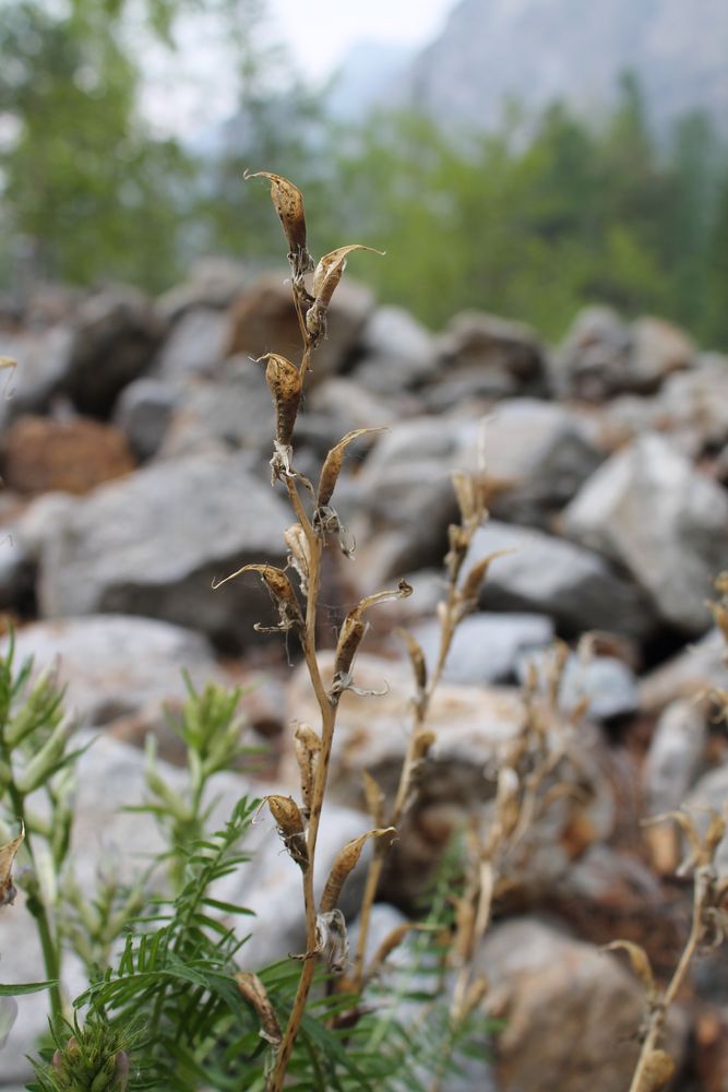 Image of Oxytropis interposita specimen.