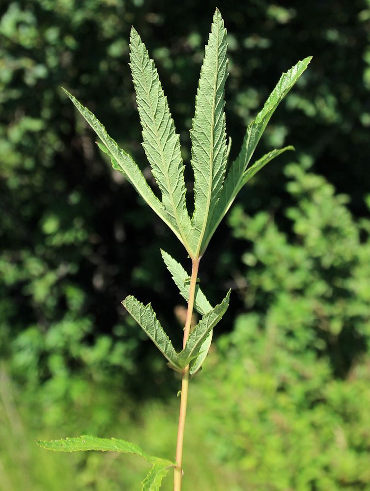 Image of Filipendula angustiloba specimen.