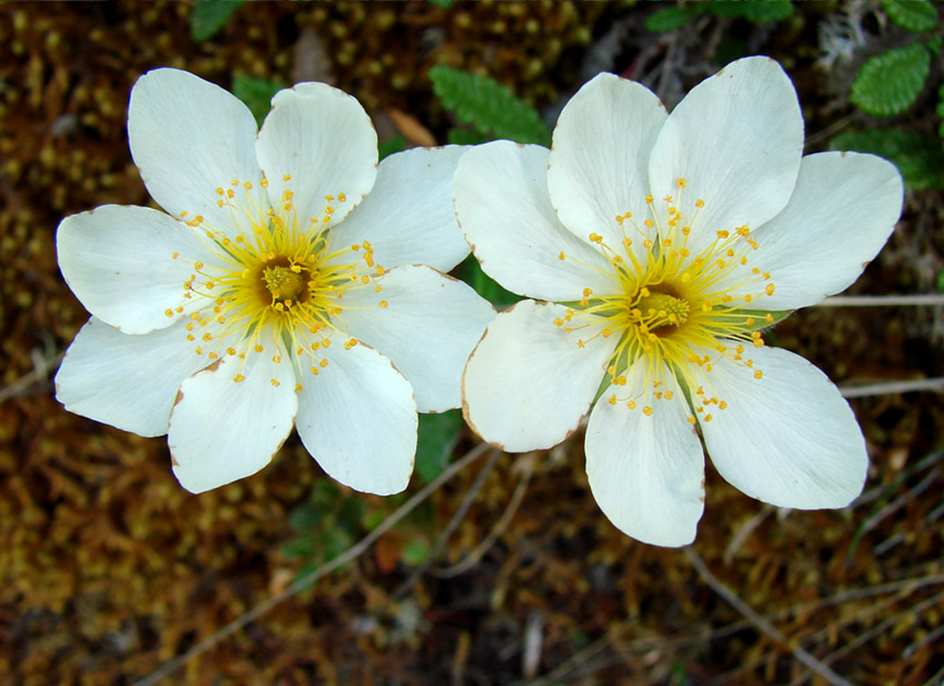 Image of genus Dryas specimen.