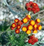 Helichrysum tenderiense. Общее соцветие. Украина, Херсонская обл., Голопристанский р-н, Черноморский биосферный заповедник, о-в Тендровская Коса. 25 мая 2007 г.