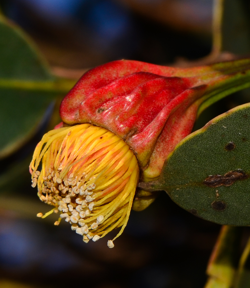 Image of Eucalyptus forrestiana specimen.