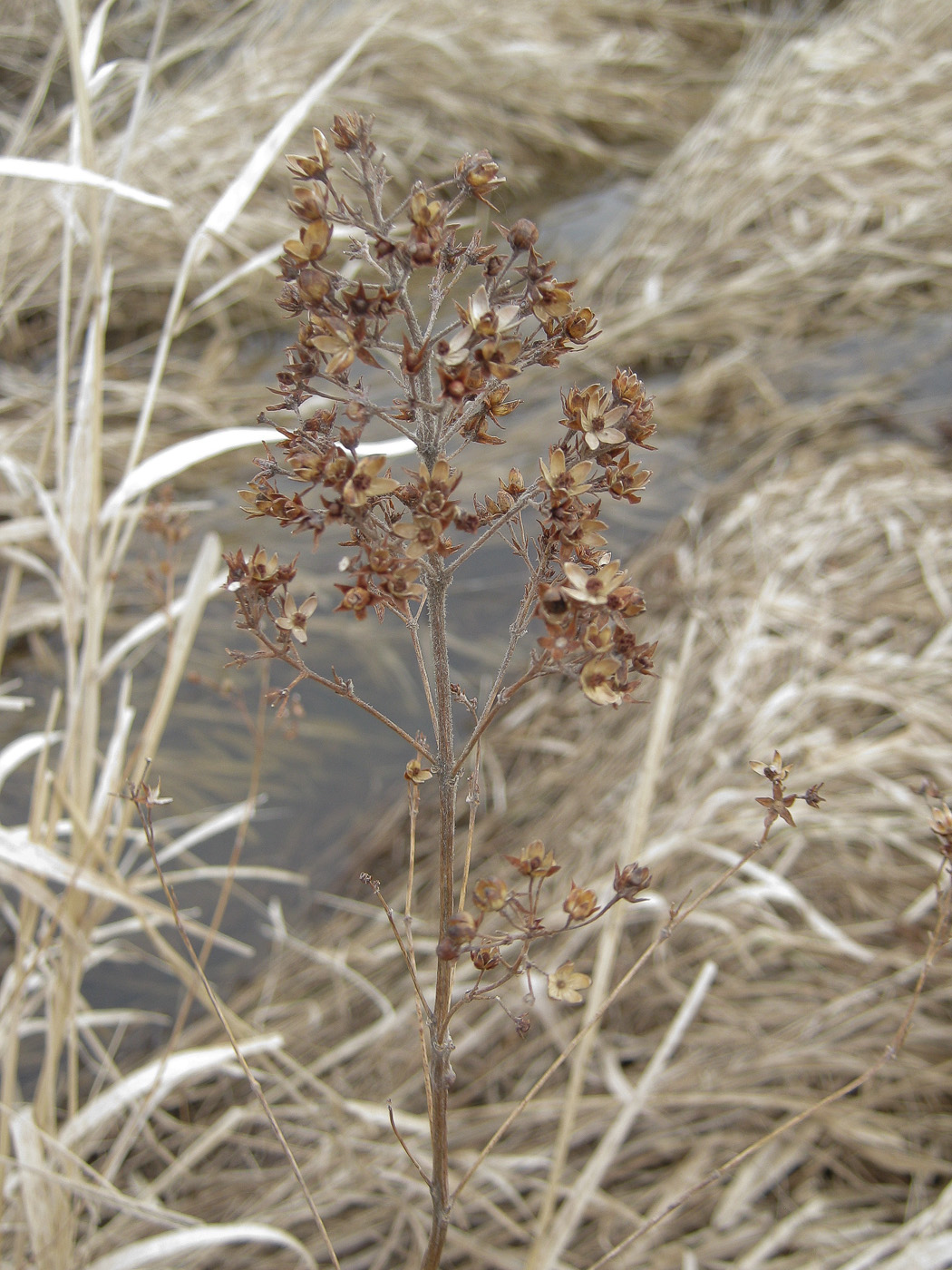 Image of Lysimachia vulgaris specimen.