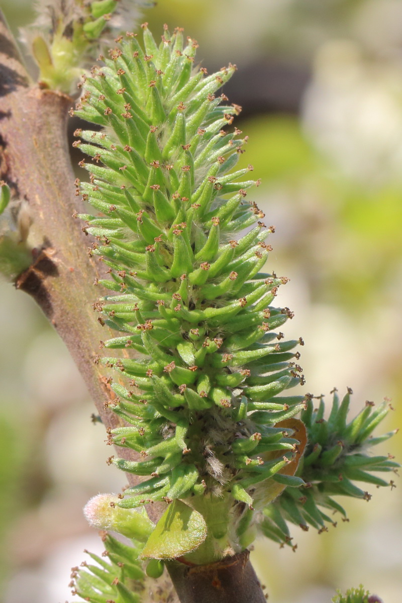 Image of Salix caprea specimen.