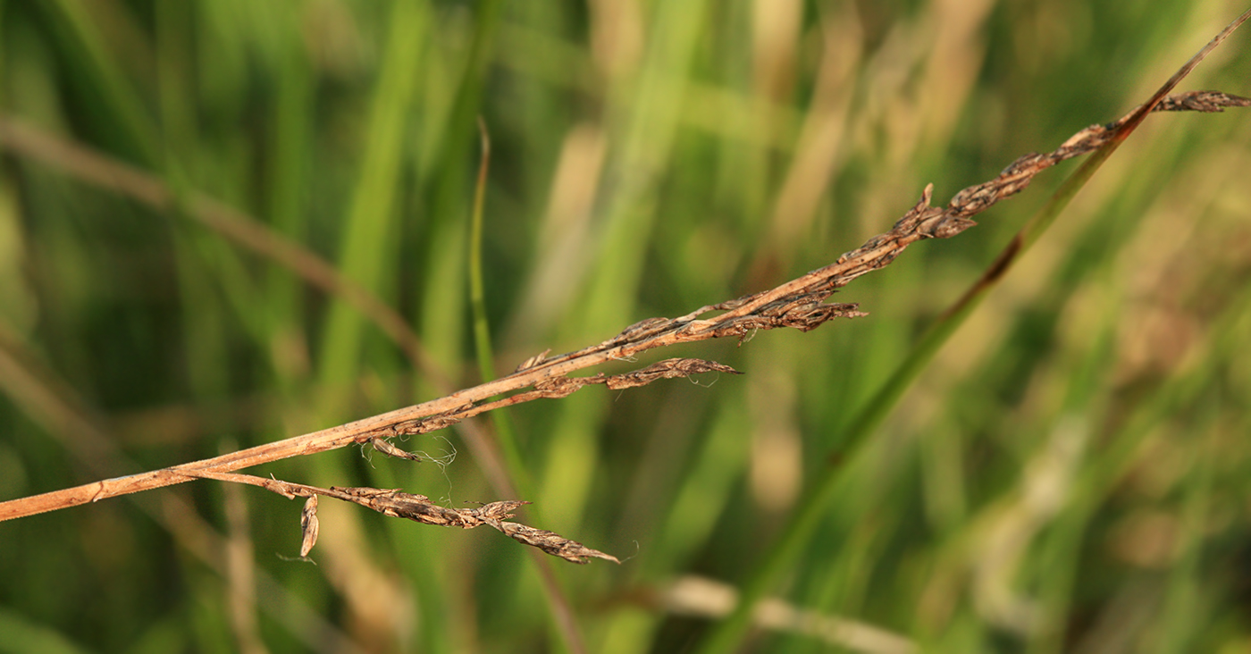 Image of Carex appropinquata specimen.