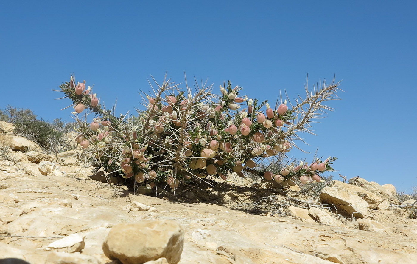 Изображение особи Astragalus spinosus.