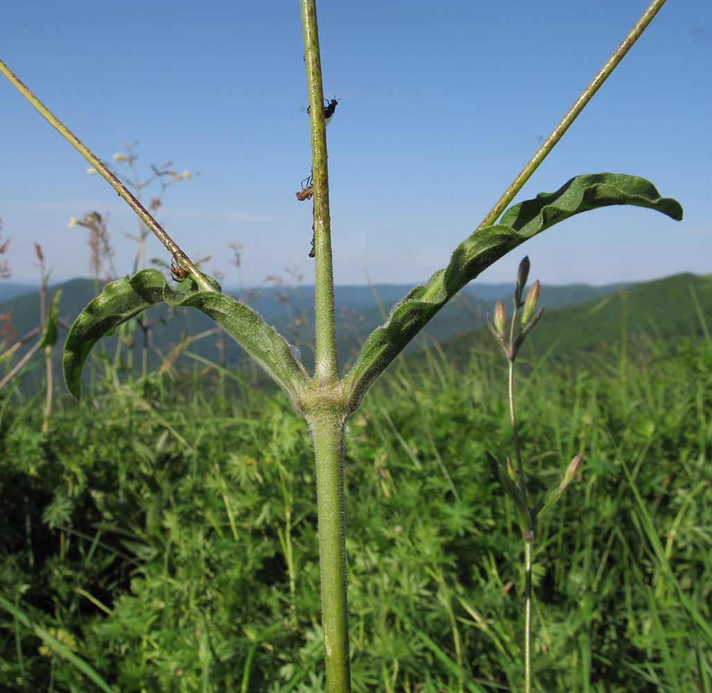 Изображение особи Silene italica.