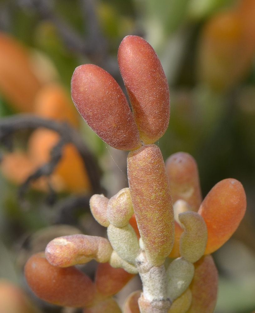 Image of Tetraena fontanesii specimen.