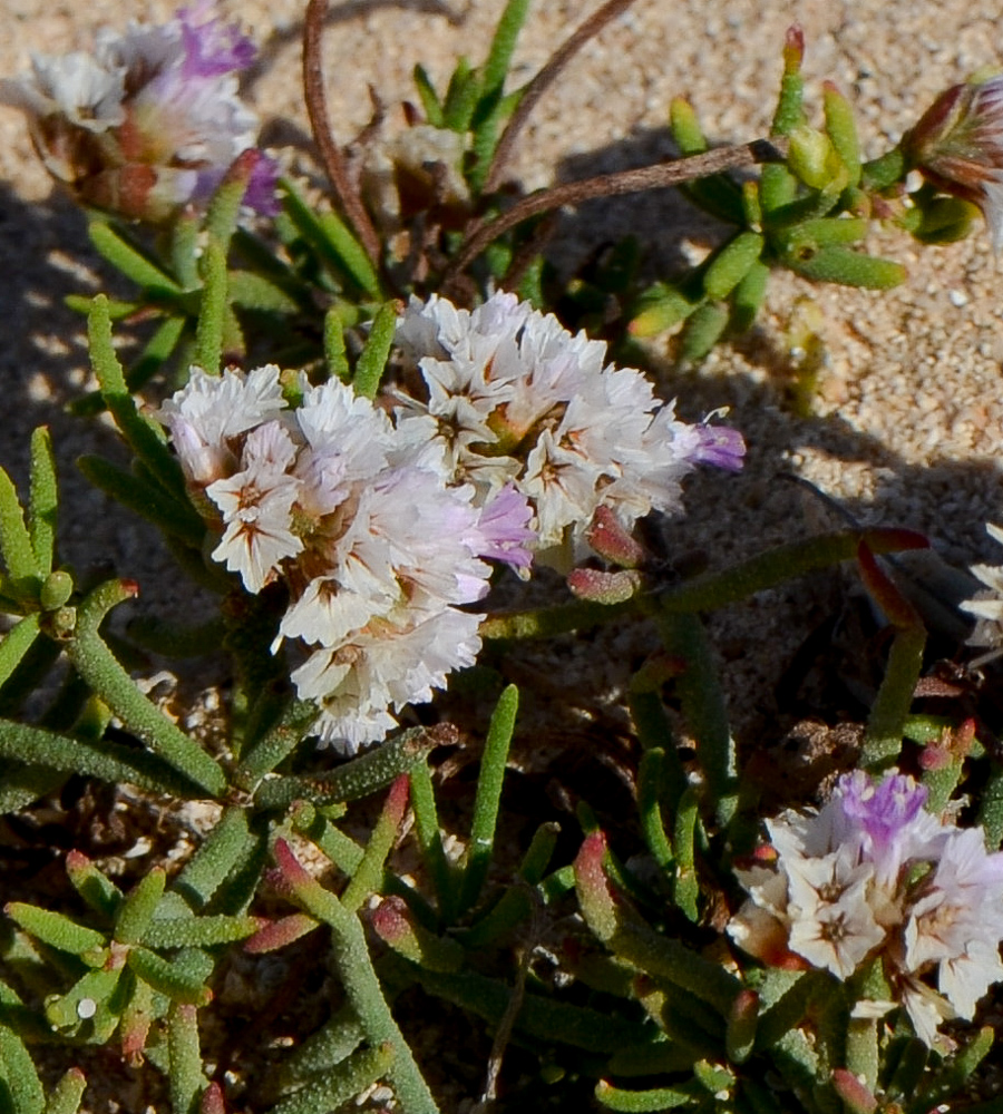 Изображение особи Limonium papillatum.