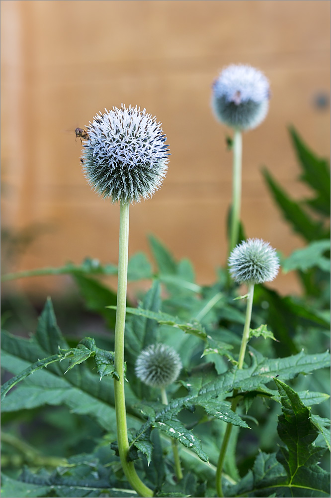 Image of Echinops exaltatus specimen.