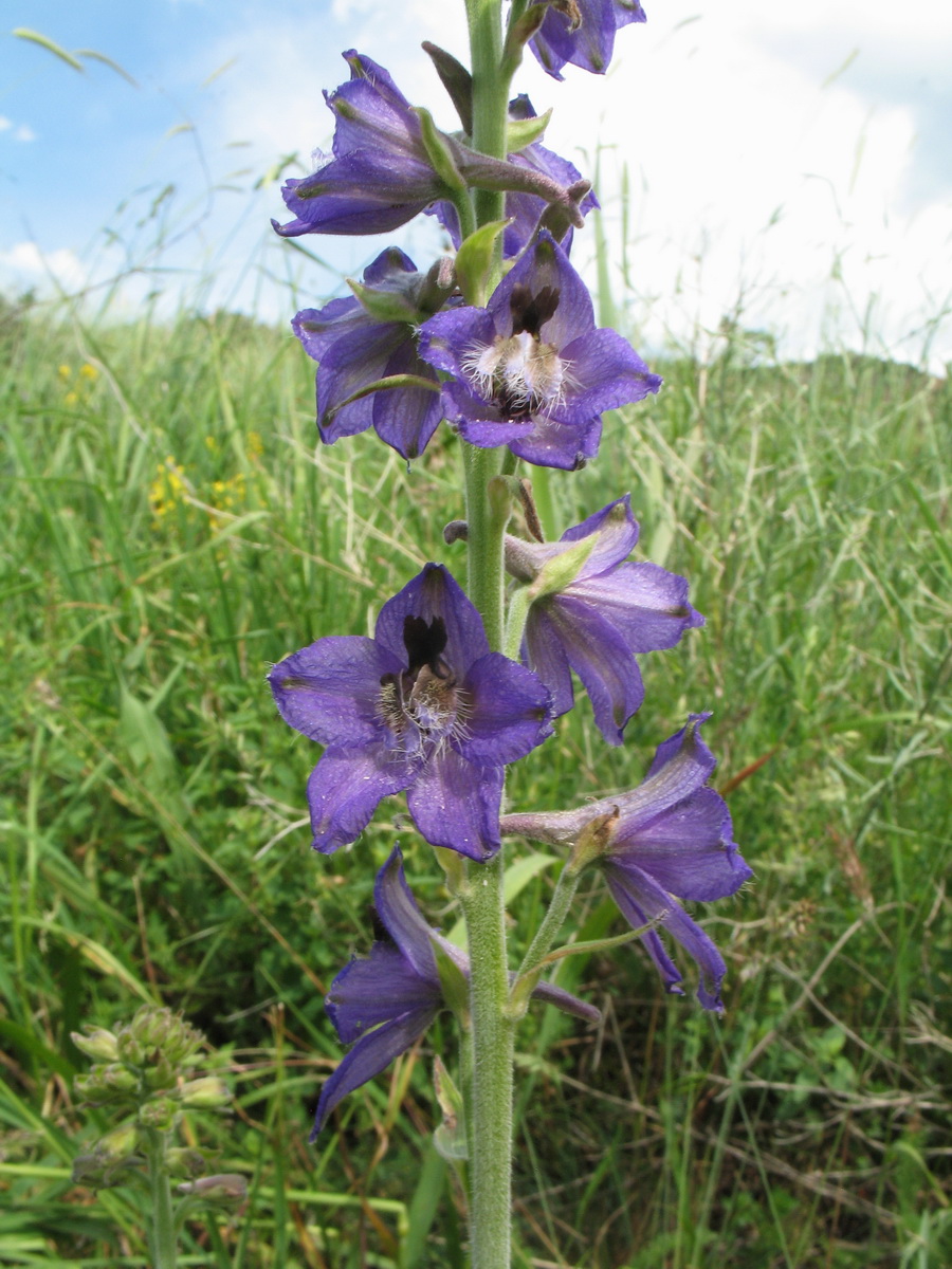 Image of Delphinium confusum specimen.