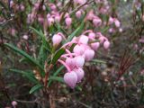 Andromeda polifolia