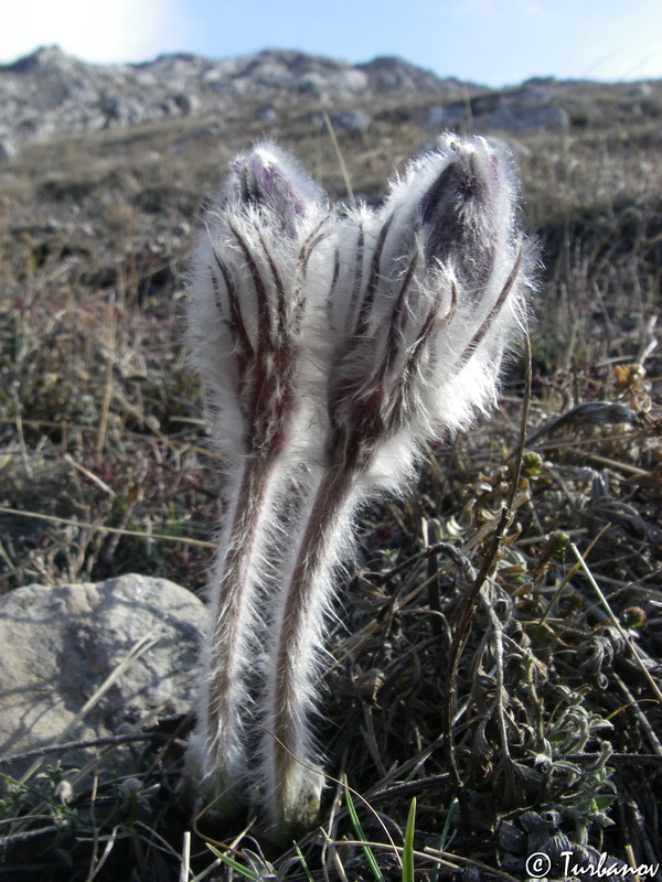 Image of Pulsatilla taurica specimen.