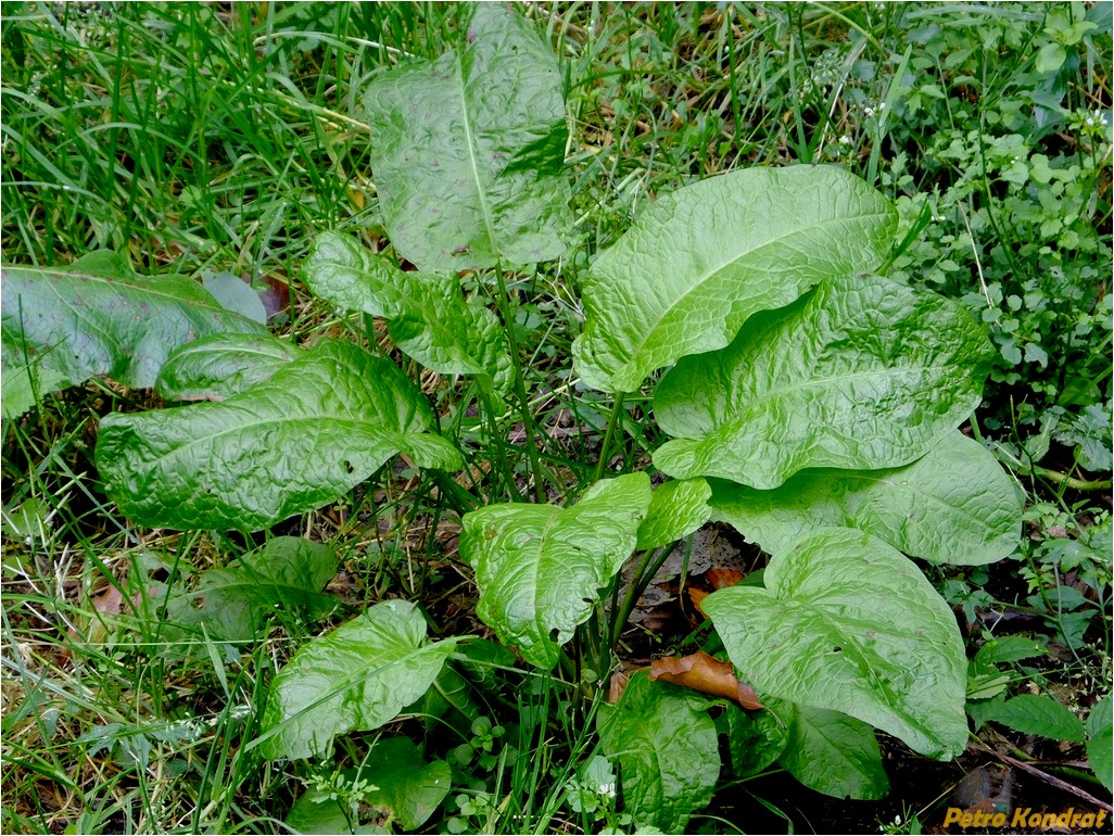 Изображение особи Rumex obtusifolius.