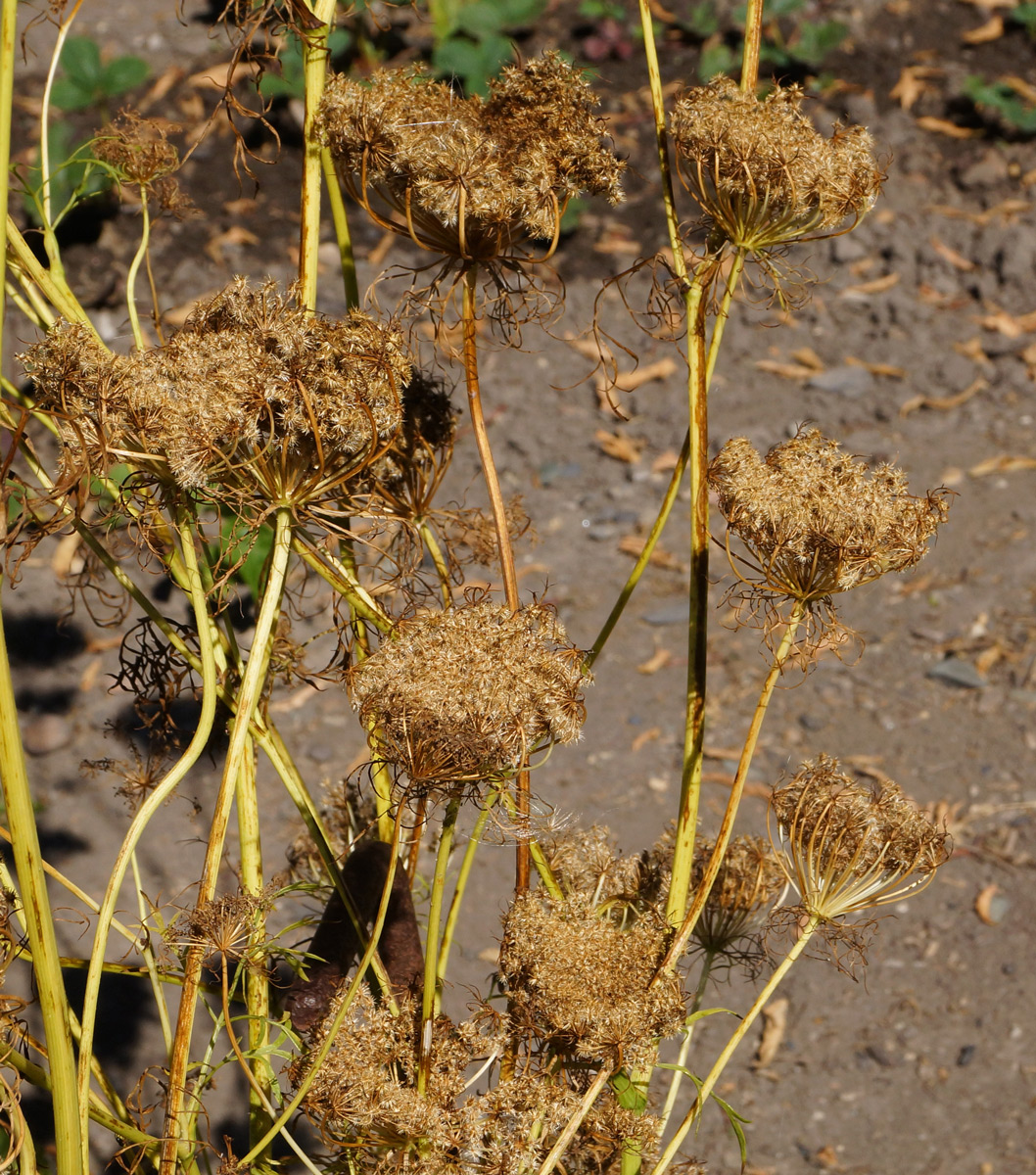 Image of Daucus sativus specimen.