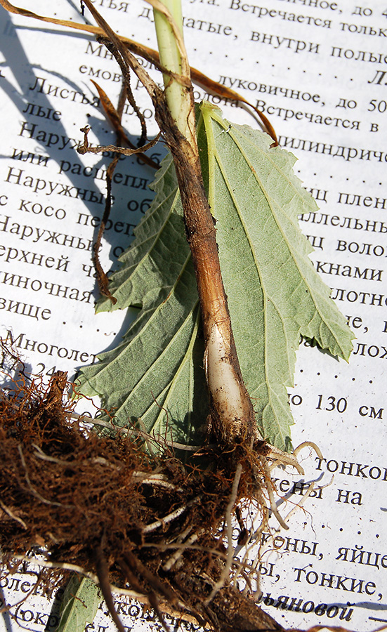 Image of Allium angulosum specimen.