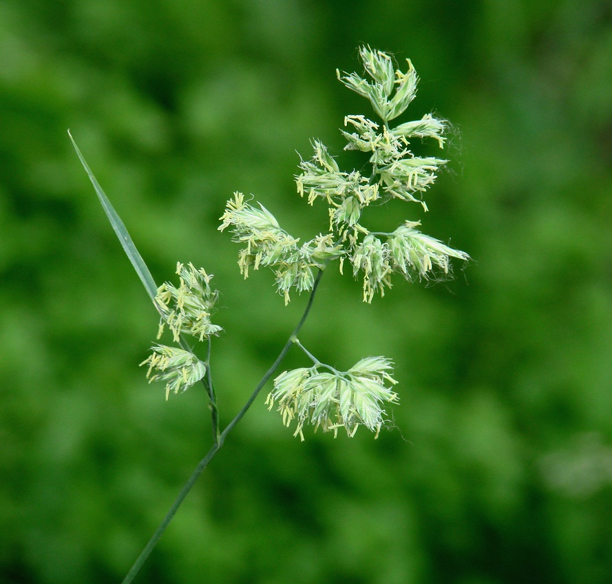 Изображение особи Dactylis glomerata.