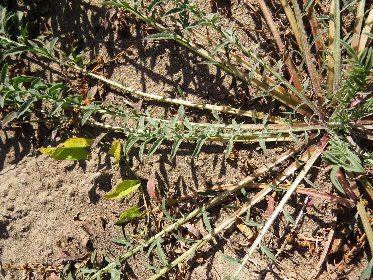 Image of Centaurea stoebe specimen.