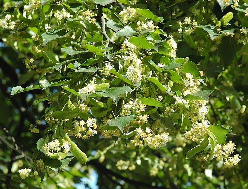 Image of Tilia cordata specimen.