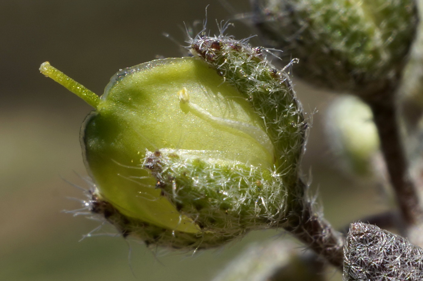 Image of Alyssum smyrnaeum specimen.