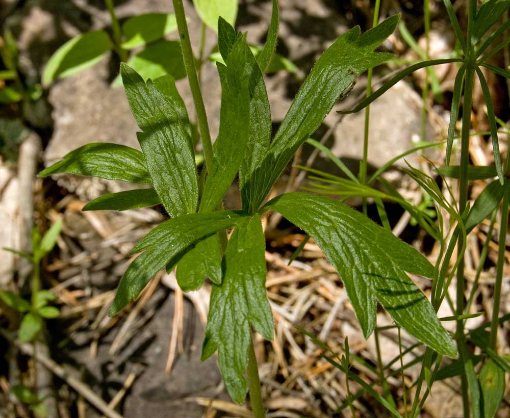 Изображение особи Anemone sylvestris.