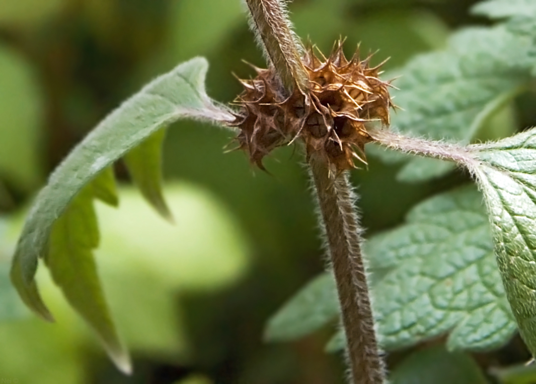 Изображение особи Leonurus quinquelobatus.