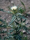 Cirsium turkestanicum. Верхушка побега с распустившимся и нераспустившимся соцветиями. Таджикистан, Фанские горы, долина р. Чапдара, ≈ 2500 м н.у.м., сухой склон. 03.08.2017.