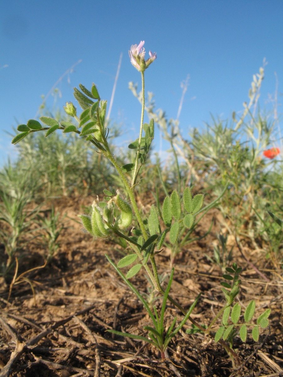 Изображение особи Astragalus filicaulis.