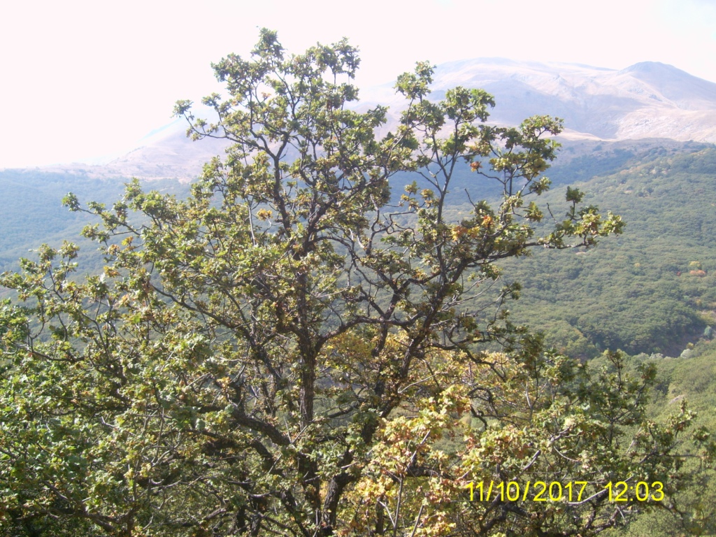 Image of Quercus macranthera specimen.