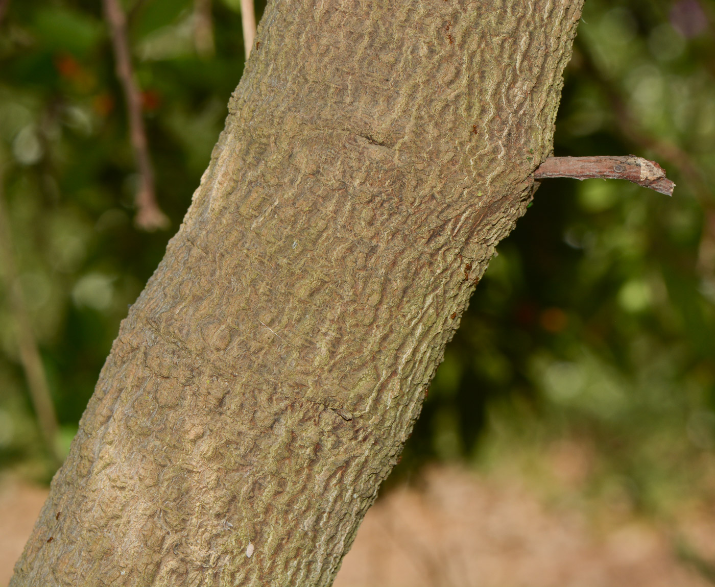 Изображение особи Bonellia macrocarpa.