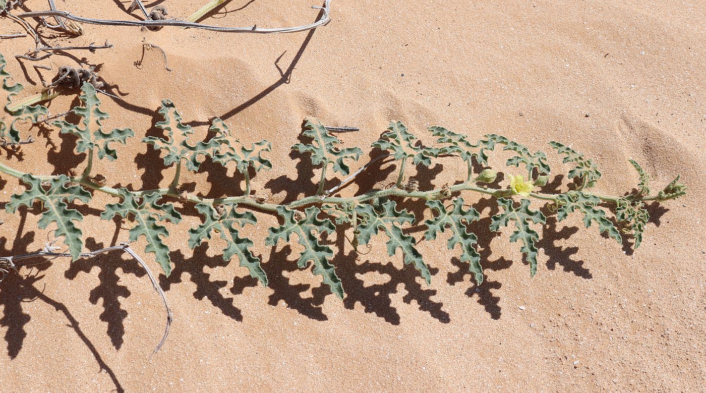 Image of Citrullus colocynthis specimen.