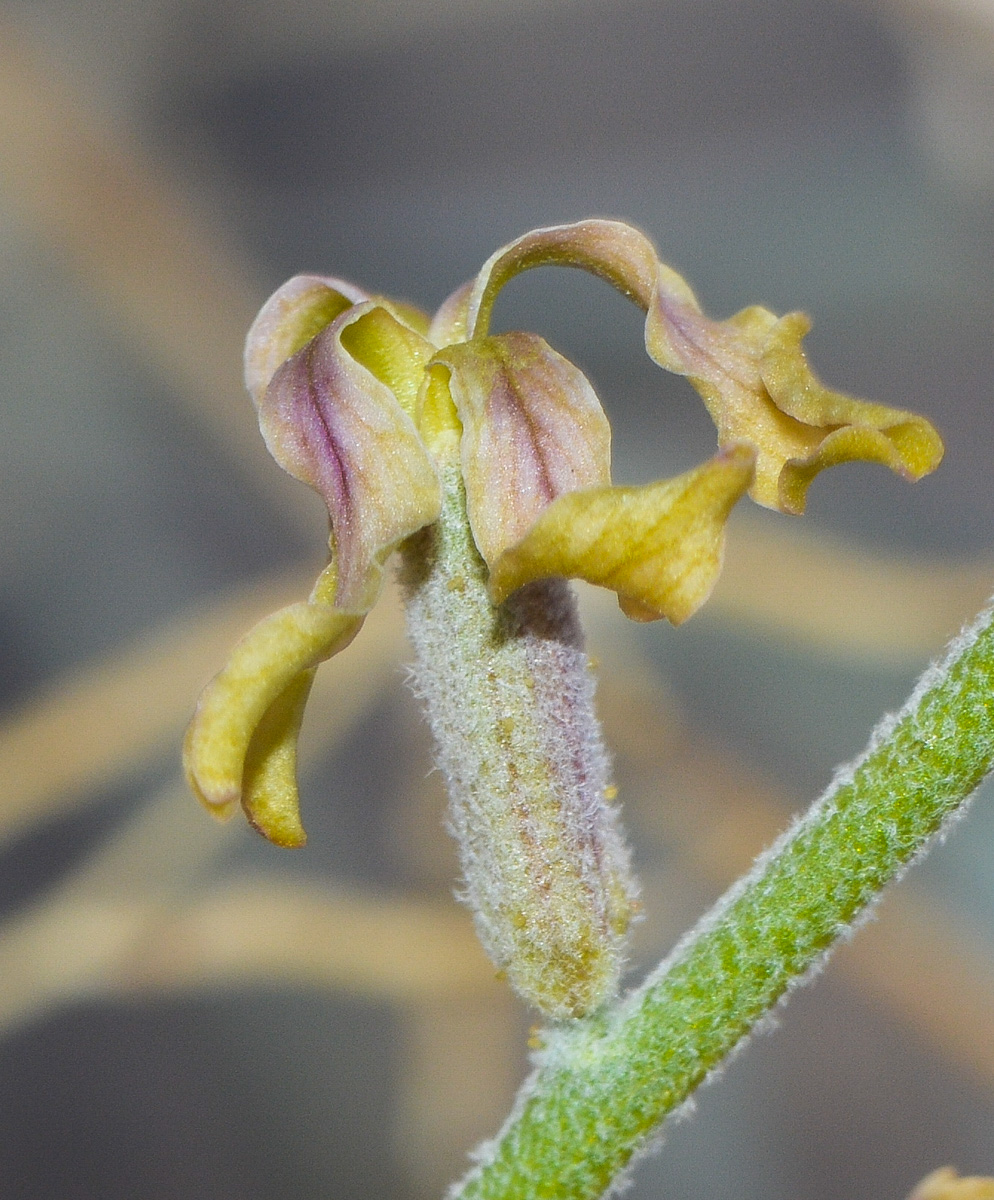 Image of Matthiola arabica specimen.