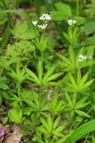 Galium odoratum. Цветущее растение. Краснодарский край, Северский р-н, гора Собер-Баш, дубово-грабовый лес. 08.05.2015.