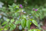 Lathyrus vernus. Верхушка цветущего растения. Грузия, край Рача-Лечхуми и Нижняя Сванетия, Амбролаурский муниципалитет, окр. с. Зеда-Гвардиа, дол. р. Шарола, выс. 615 м н.у.м., лиственный лес, обочина грунтовой дороги. 07.05.2017.