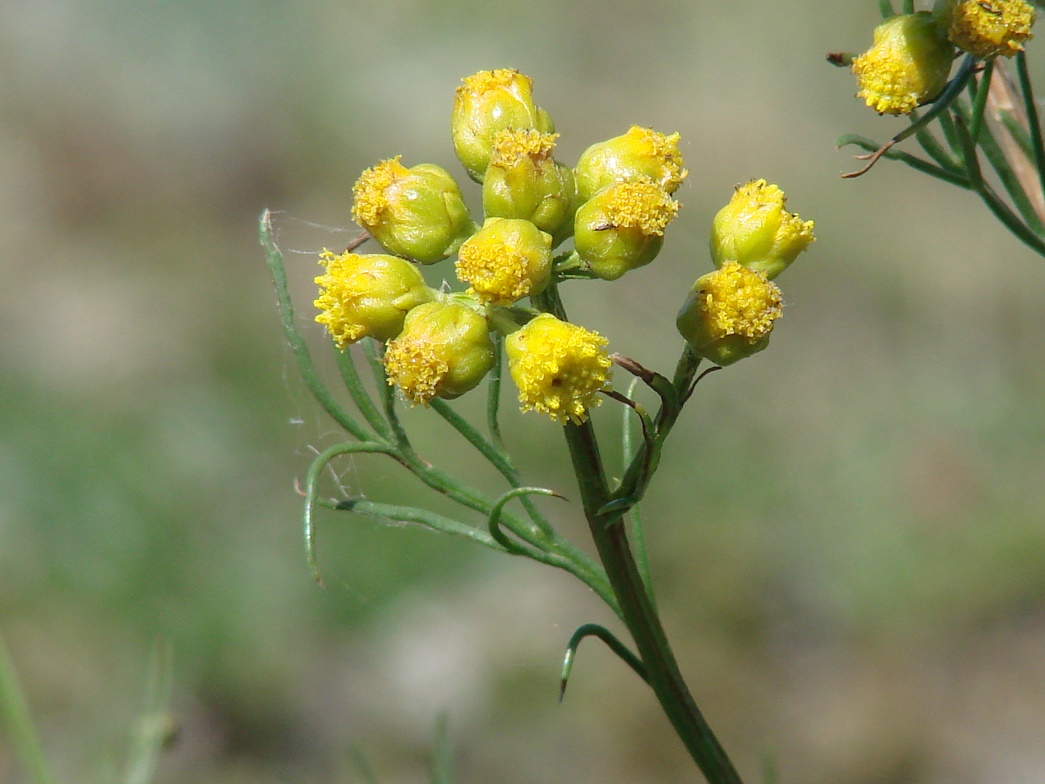 Изображение особи Filifolium sibiricum.