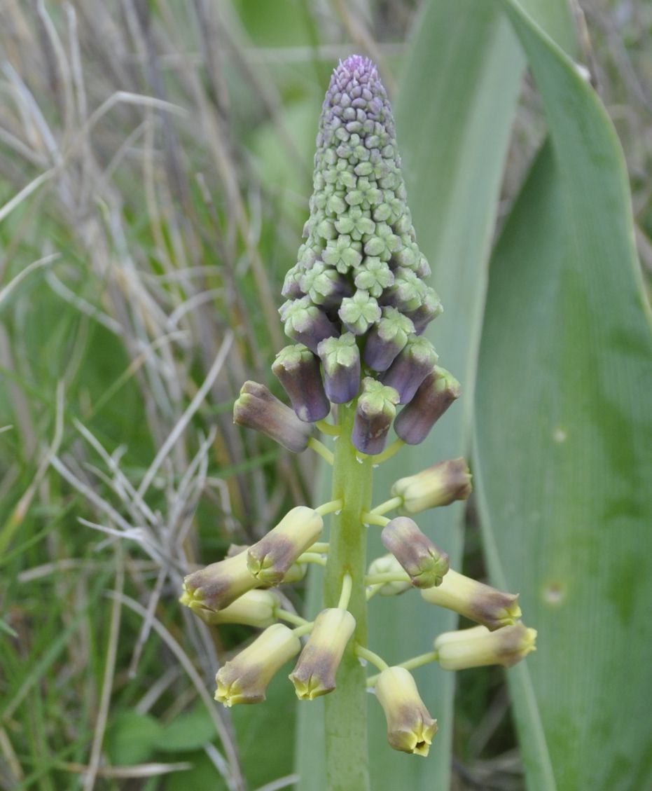 Image of genus Leopoldia specimen.