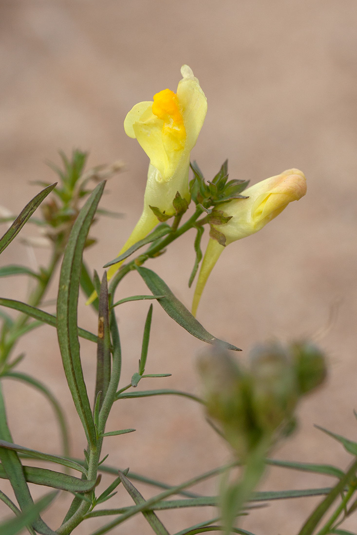 Image of Linaria vulgaris specimen.