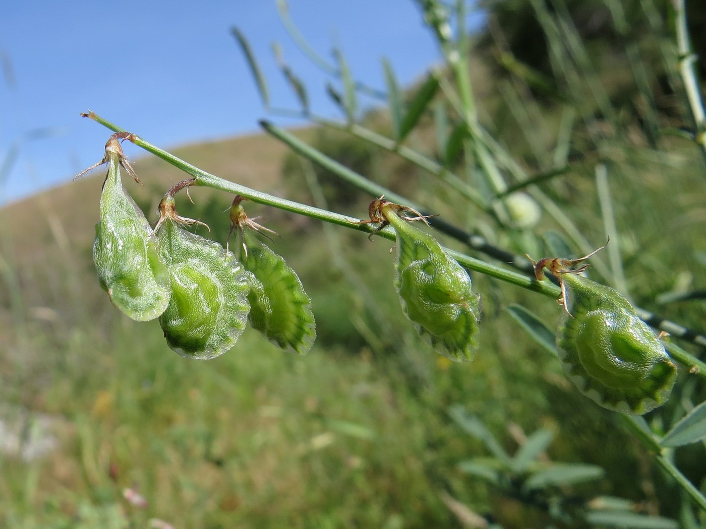 Изображение особи Onobrychis pulchella.