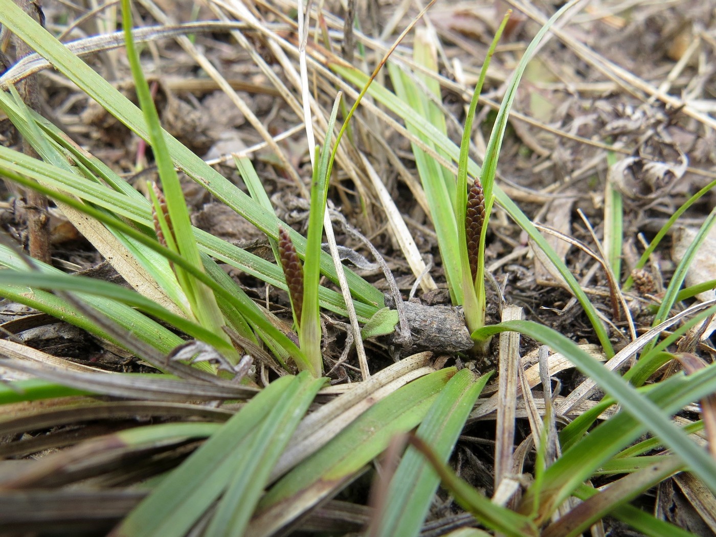 Image of Carex ericetorum specimen.