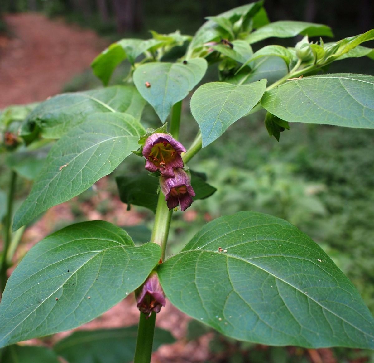 Изображение особи Atropa bella-donna.