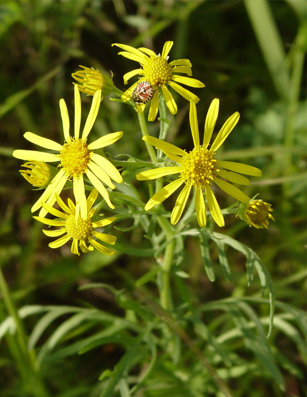 Image of Senecio erucifolius specimen.