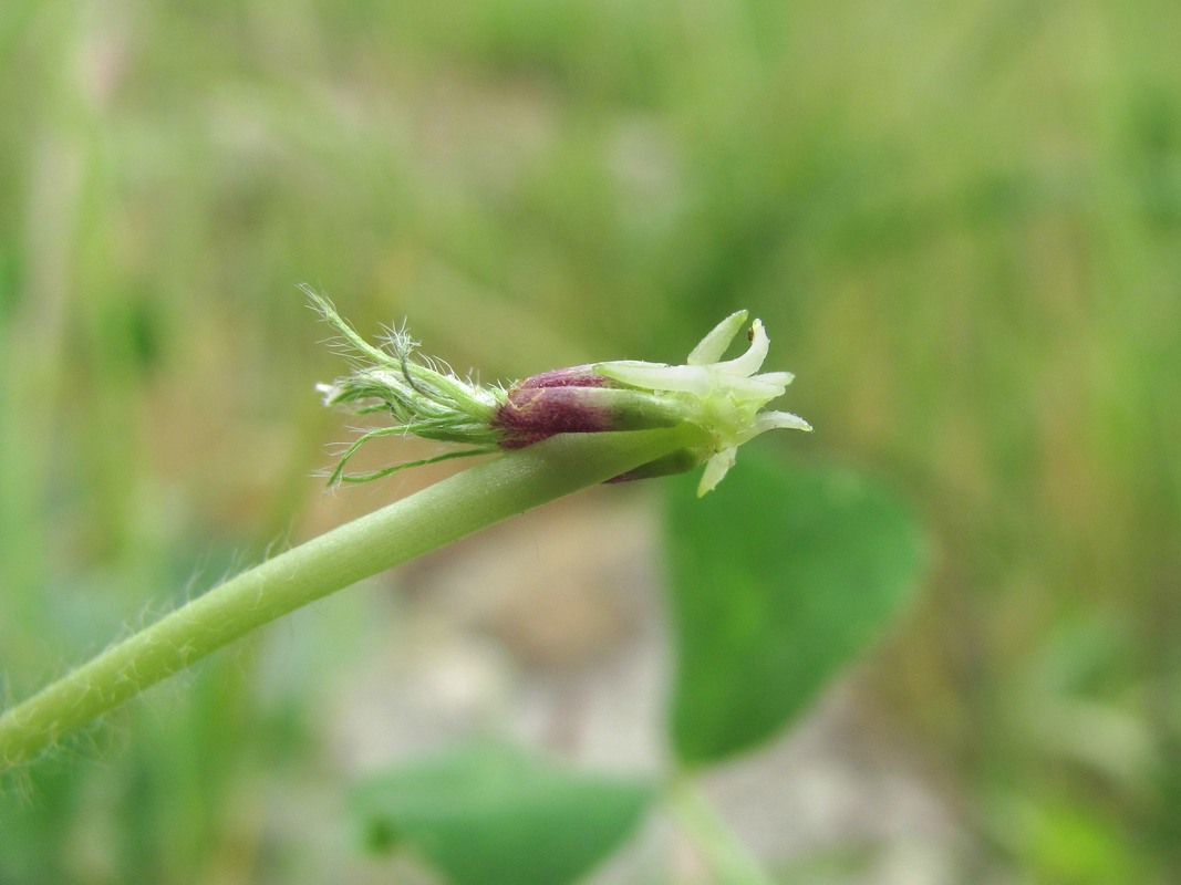 Image of Trifolium subterraneum specimen.